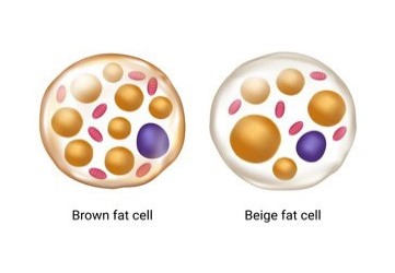 Laboratory of Cellular Differentiation & Metabolic Disorder | ddelabs